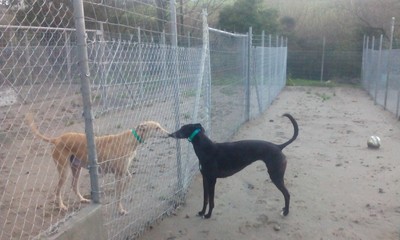 greyhound kennels near me